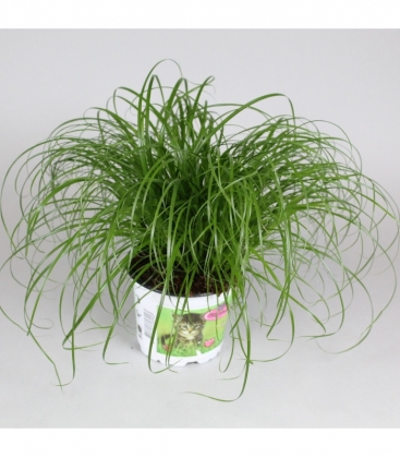 Cyperus