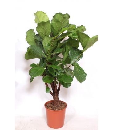 Ficus