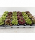 Sempervivum