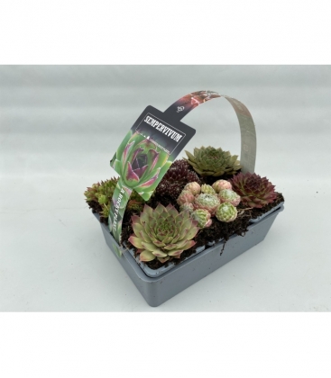 Sempervivum