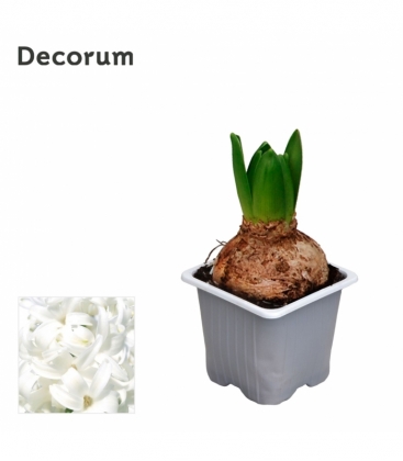 Hyacinthus