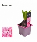 Hyacinthus