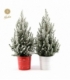 Picea