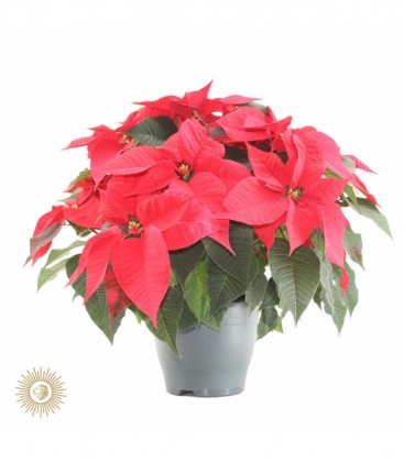 Poinsettia