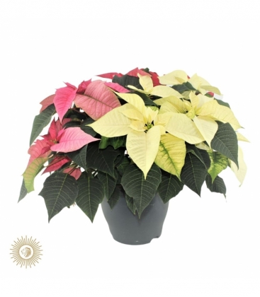 Poinsettia