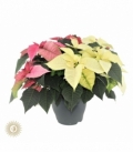 Poinsettia