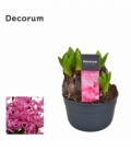 Hyacinthus