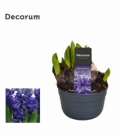 Hyacinthus