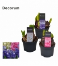 Hyacinthus