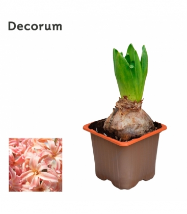 Hyacinthus