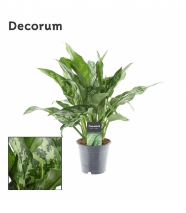 Aglaonema