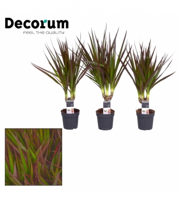 Dracaena