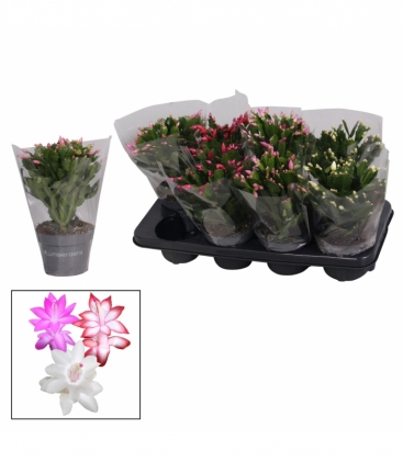 Schlumbergera