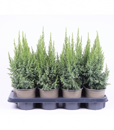 Juniperus