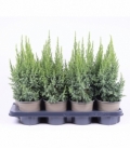 Juniperus