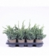 Juniperus