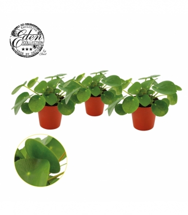 Pilea