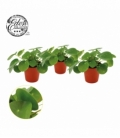 Pilea