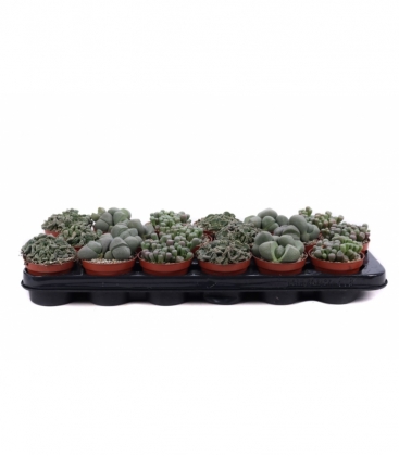 Lithops