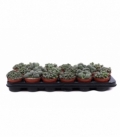 Lithops