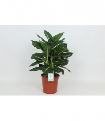 Dieffenbachia