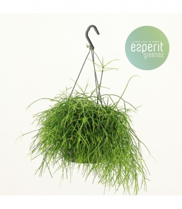 Rhipsalis