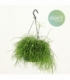 Rhipsalis