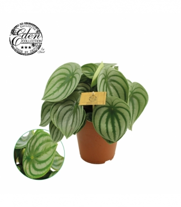 Peperomia