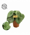 Peperomia