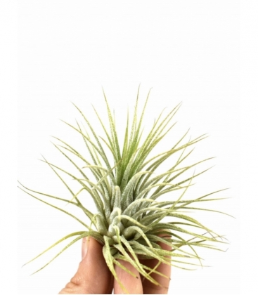 Tillandsia