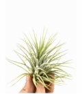 Tillandsia