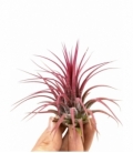 Tillandsia