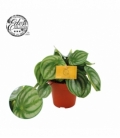 Peperomia