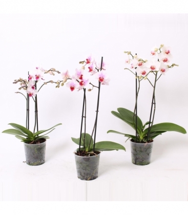 Phalaenopsis