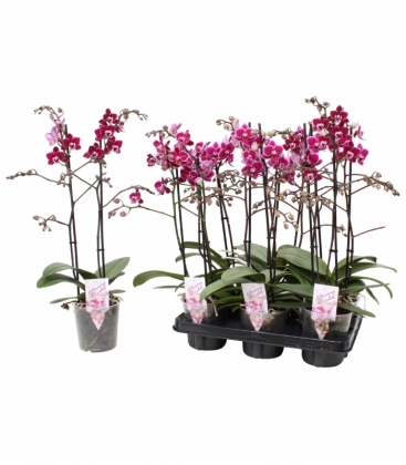 Phalaenopsis