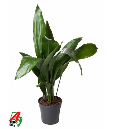 Aspidistra