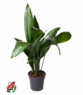 Aspidistra