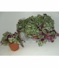 Tradescantia