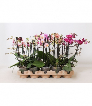 Phalaenopsis