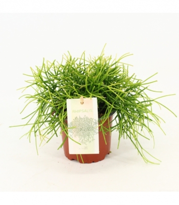 Rhipsalis