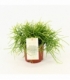 Rhipsalis