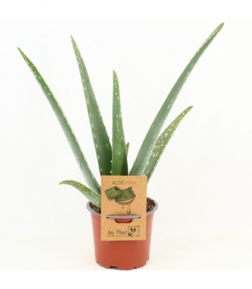 Aloe