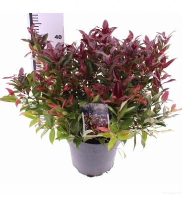 Leucothoe