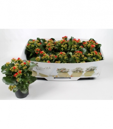 Kalanchoe