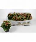 Kalanchoe