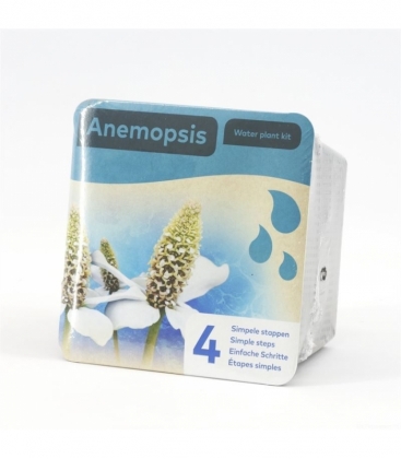 Anemopsis