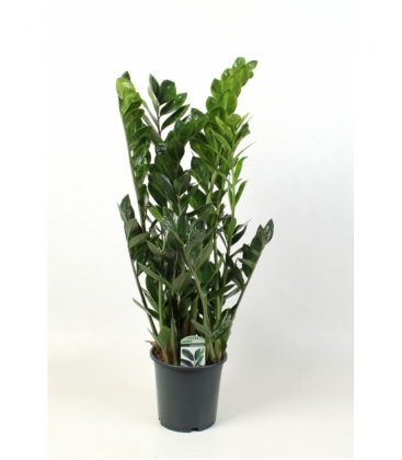 Zamioculcas