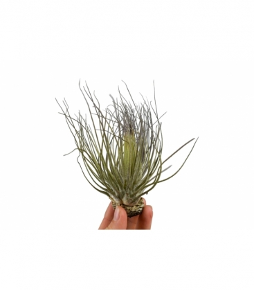 Tillandsia