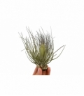 Tillandsia