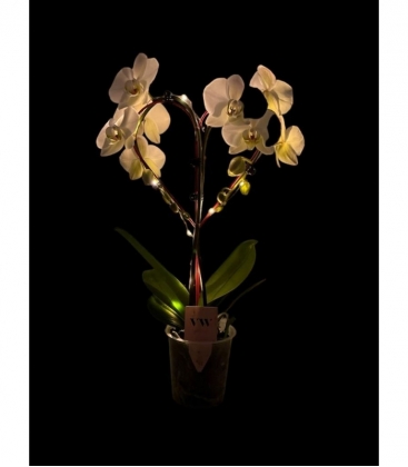 Phalaenopsis